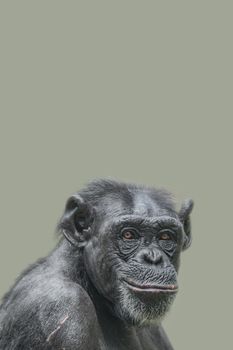 Cover page with a portrait of a happy adult Chimpanzee, smiling and thinking, closeup, details with copy space and solid background. Concept biodiversity and wildlife conservation