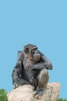 Cover page with a portrait of a happy adult Chimpanzee, smiling and thinking, closeup, details with copy space and solid background. Concept biodiversity and wildlife conservation