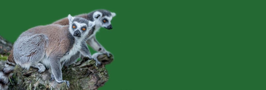 Banner with a Portrait of funny ring-tailed Madagascar lemurs enjoying summer, close up, details, with copy space and green solid background. Concept biodiversity and wildlife conservation