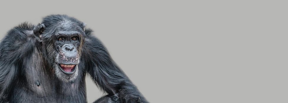 Banner with a portrait of a happy adult Chimpanzee, smiling and thinking, closeup, details with copy space and solid background. Concept biodiversity and wildlife conservation