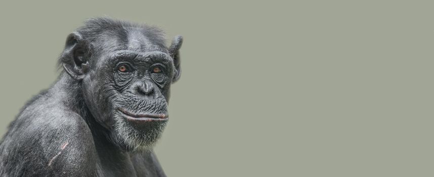 Banner with a portrait of a happy adult Chimpanzee, smiling and thinking, closeup, details with copy space and solid background. Concept biodiversity and wildlife conservation