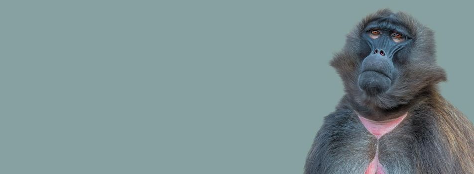 Banner with a front portrait of African baboon sitting quietly and looking up at green blue solid background with copy space. Concept of biodiversity and conservation of wildlife in Africa