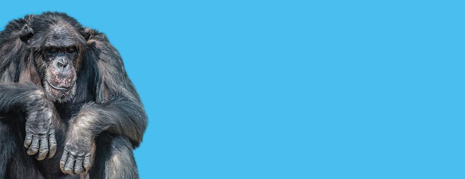 Banner with a portrait of tired old Chimpanzee at solid blue sky background with copy space. Concept animal diversity, care and wildlife conservation