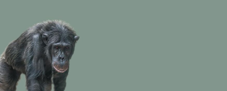 Banner with a walking old Chimpanzee portrait at solid light green background with copy space for text. Concept biodiversity and wildlife conservation