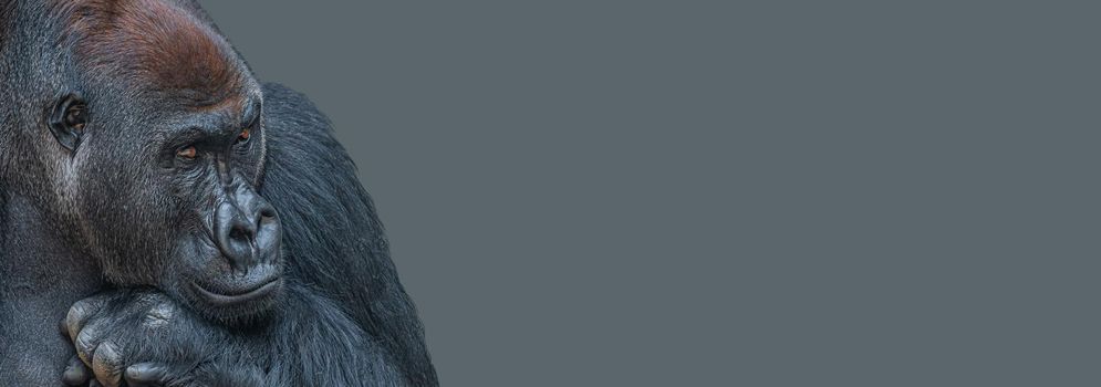 Banner with a very powerful but calm alpha male African gorilla, thinking at something, sad or depressed at grey solid background with copy space