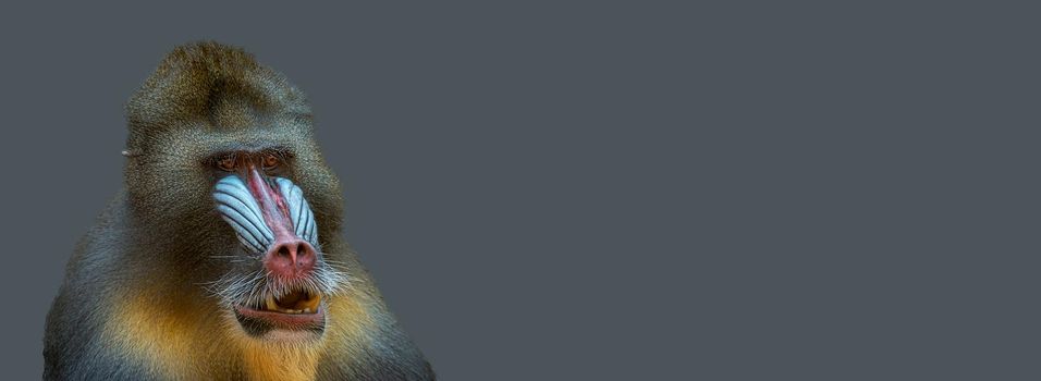 Banner with portrait of a mature alpha male of colorful African mandrill at solid grey background with copy space. Concept animal diversity, care and wildlife conservation