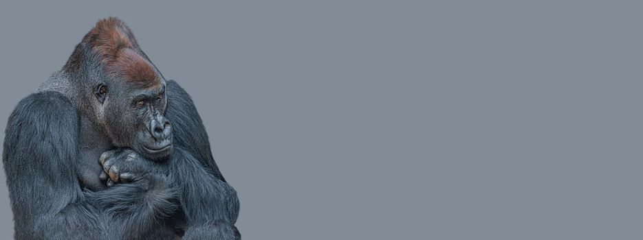 Banner with a very powerful but calm alpha male African gorilla, thinking at something, sad or depressed at grey solid background with copy space