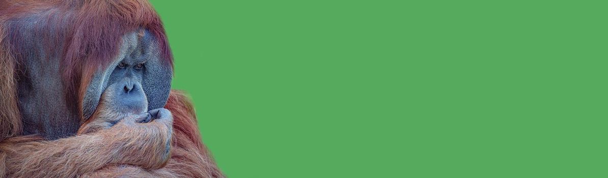 Banner with an elderly Asian orangutan, old powerful and big alpha male thinking at something, sad or depressed at green solid background with copy space