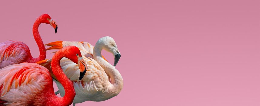 Banner with beautiful red and rosy flamingos isolated at gradient pink background with copy space for text, closeup, details. Love, care, dating and glamour concept