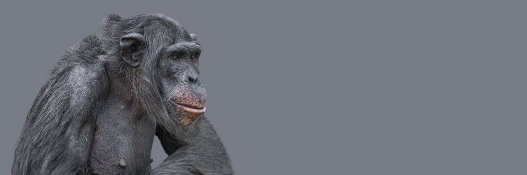 Banner with a portrait of smart looking chimpanzee closeup with copy space and solid background. Concept of wildlife conservation, biodiversity and animal intelligence