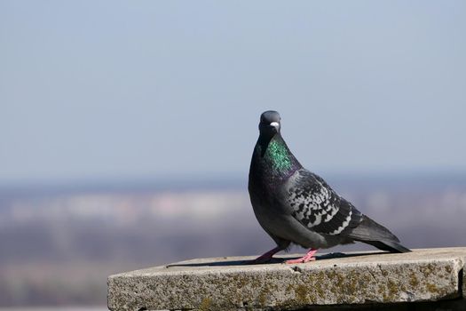 A beautiful pigeon in its natural habitat. Nature and birds. High quality photo