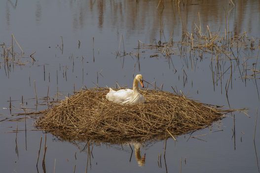 Lonely swan is sitting at the nest at a lake in evening, closeup, details