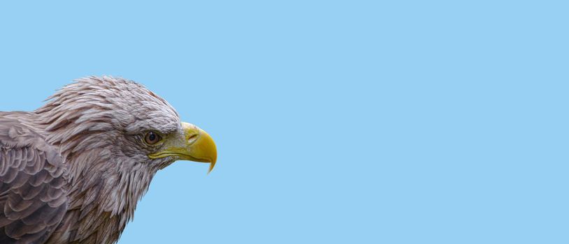 Banner with a head of brown eagle bird with yellow beak at blue sky background with copy space, closeup, details