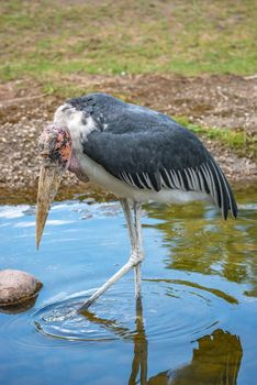 Portrait of a very old African Marabou stork bird with big beak, closeup, details