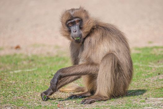 Portrait of a young male African baboon collecting food from soil ground at sunny day, closeup, details