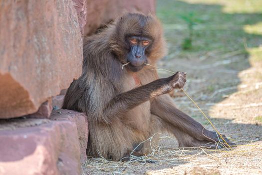 Portrait of a young male African baboon collecting food from soil ground at sunny day, closeup, details