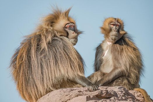 Portrait of a couple of mature alpha male African baboon and his harem female who is taking care of him sitting ant big rock at blue sky and sunny day, closeup, details