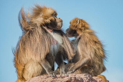 Portrait of a couple of mature alpha male African baboon and his harem female who is taking care of him sitting ant big rock at blue sky and sunny day, closeup, details