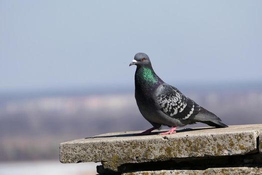 A beautiful pigeon in its natural habitat. Nature and birds. High quality photo