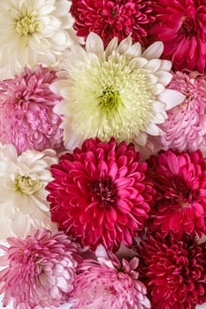 Chrysanthemum pink, purple and white flowers background