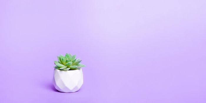 Artificial succulent house plant in pot with copy space