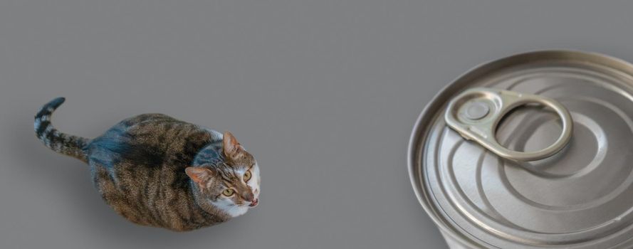 Banner with portrait of a very fat and cute domestic cat begging for food, with a metal can of wet cat food with an opener, closeup, details, with copy space for text and solid background