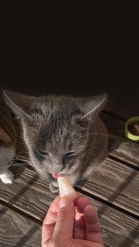 Portrait of Russian Blue small female domestic cat eating a fresh piece of fish like crazy, closeup, details, with black copy space background