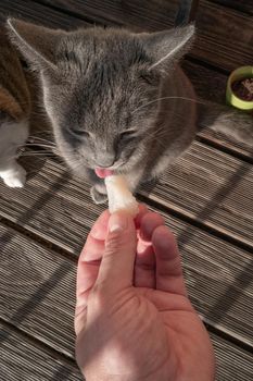 Portrait of Russian Blue small female domestic cat eating a fresh piece of fish like crazy, closeup, details.