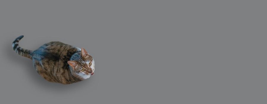 Banner with portrait of a very fat and cute domestic cat begging for food, closeup, details, with copy space for text and solid background