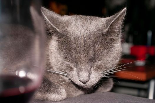 Portrait of Russian Blue small female domestic cat sleeping at the table with a glass of red wine at home, closeup, details