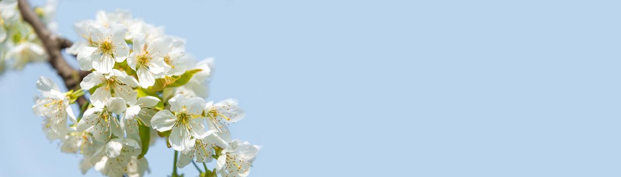 Banner with gorgeous cherry like blossom at a tropical garden at solid blue sky background with copy space. Concept Spring, renewal and happiness