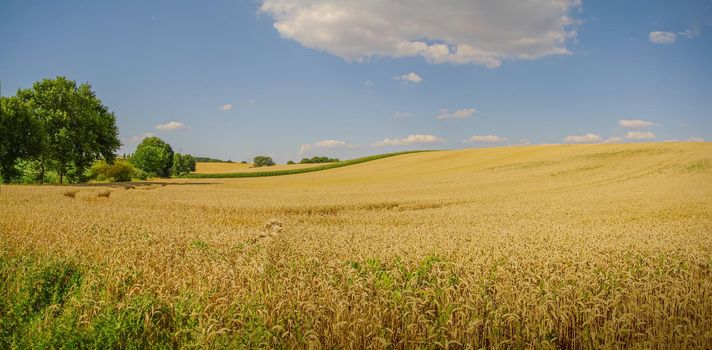Panoramic view over beautiful countryside landscape with golden wheat crop field and blue sky with clouds