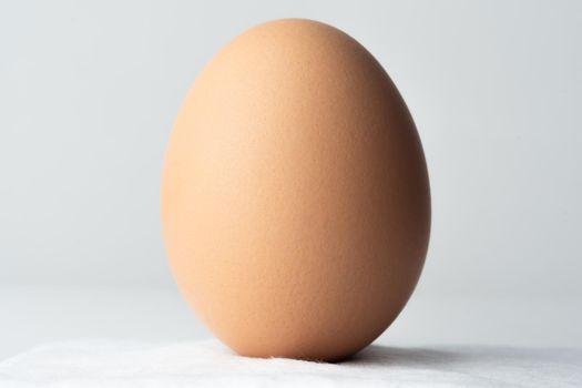 Easter egg standing on a cotton ball and on white background