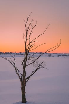 A lone tree in the edge of a frozen lake - early morning sun rise.