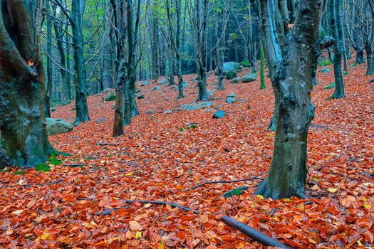 Autumn with is nice colors and moisture envirornment.