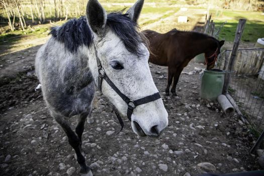 White horse in stable, wild mammal animals