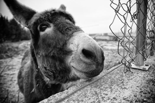 Mammal animal in an ecological animal farm