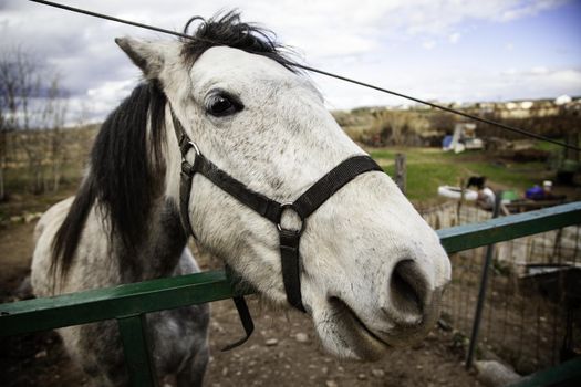 White horse in stable, wild mammal animals