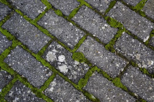Pedestrian path detail with moisture and moss