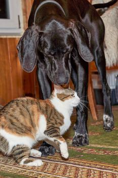 A big black dog sniffs a frightened cat. Vertical shot