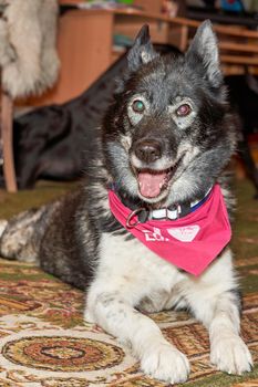 Portrait of a northern sled dog lying on the floor. Vertical shot