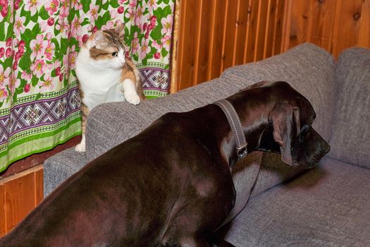 Cat hides behind the back of the sofa from the big black dog. Close up