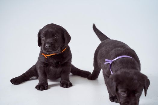 Two black Labrador puppies on a white background. High quality photo