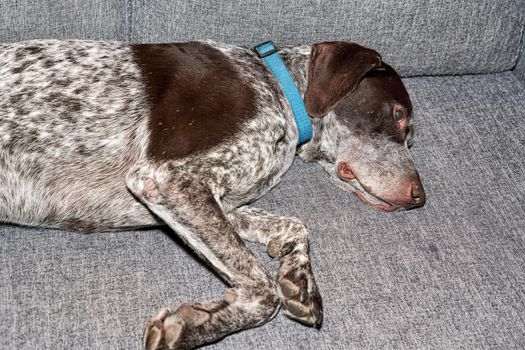 Hunting dog lies on his side on the matur. Close up