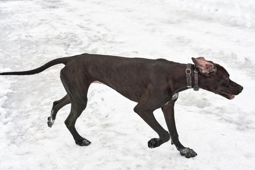 Big black hunting dog amid white snow. Close up