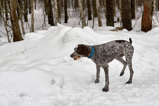 Hunting German Short haired Pointing Pointer Kurzhaar in the winter forest. Close up