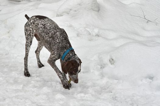Hunting German Short haired Pointing Pointing Pointer Pointer on a background of white snow