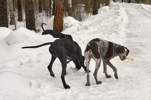 Hunting dogs walk along snowy forest road. Close up