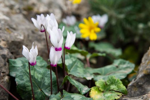 Cyclamen Flower in Israel's Winter. High quality photo