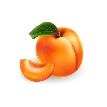 Fresh whole apricot with leaf and slice. Realistic style illustration.